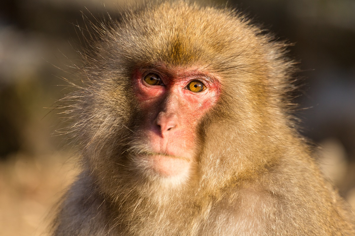 ¿Qué es la viruela del mono?