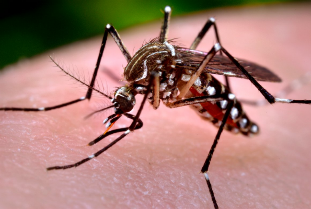 Medidas para preventivas sobre dengue